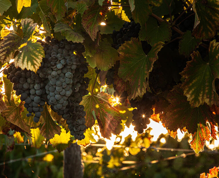 Nuestro Malbec en Tupungato Reserve